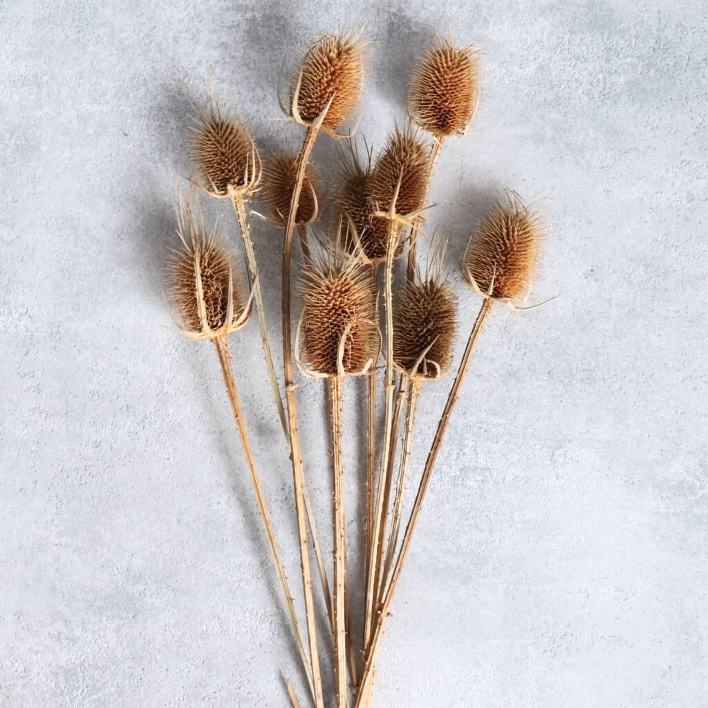 Sušený bodlák – světle hnědá, sušené květiny